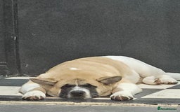 Akita dogs for sale: For rehome  - Image 15