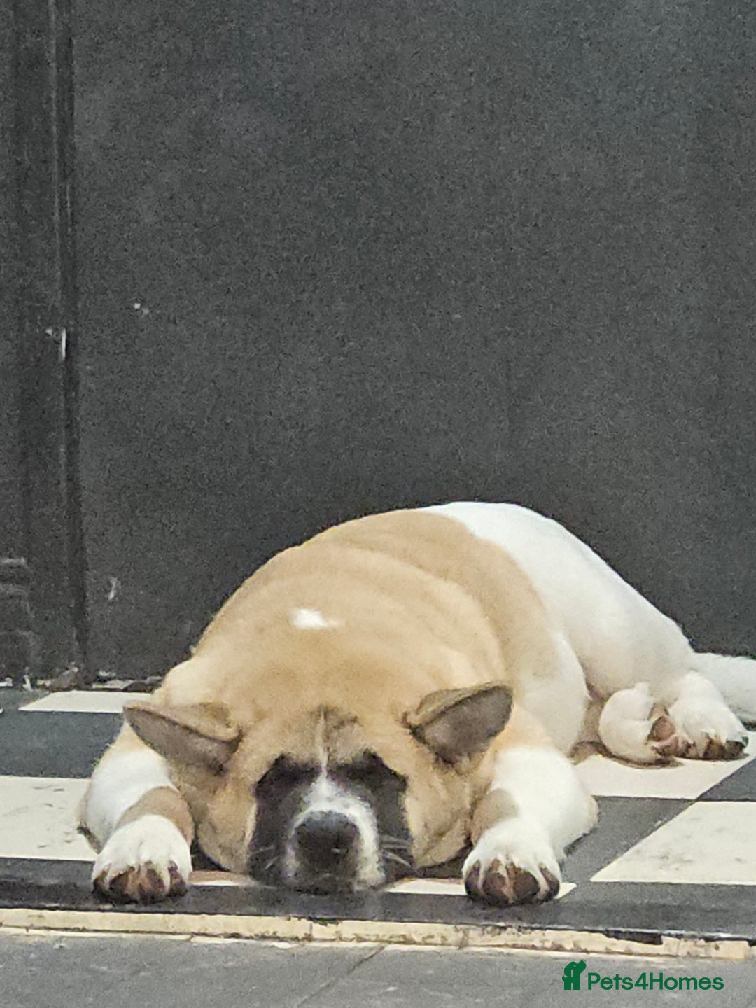 Akita dogs for sale: For rehome  - Image 15