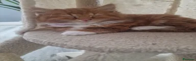 Norwegian Forest Cat 2