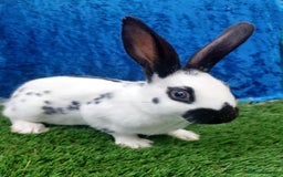 English rabbits for sale: Vaccinated purebred baby English rabbits - Image 7