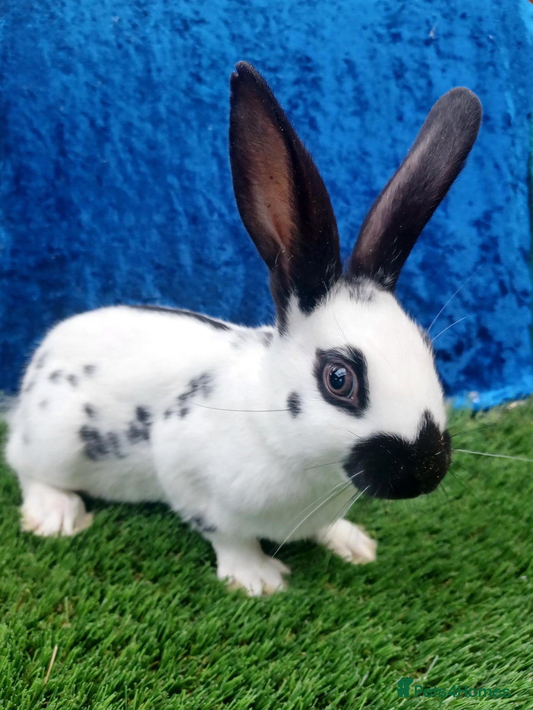 English rabbits for sale: Vaccinated purebred baby English rabbits - Image 7