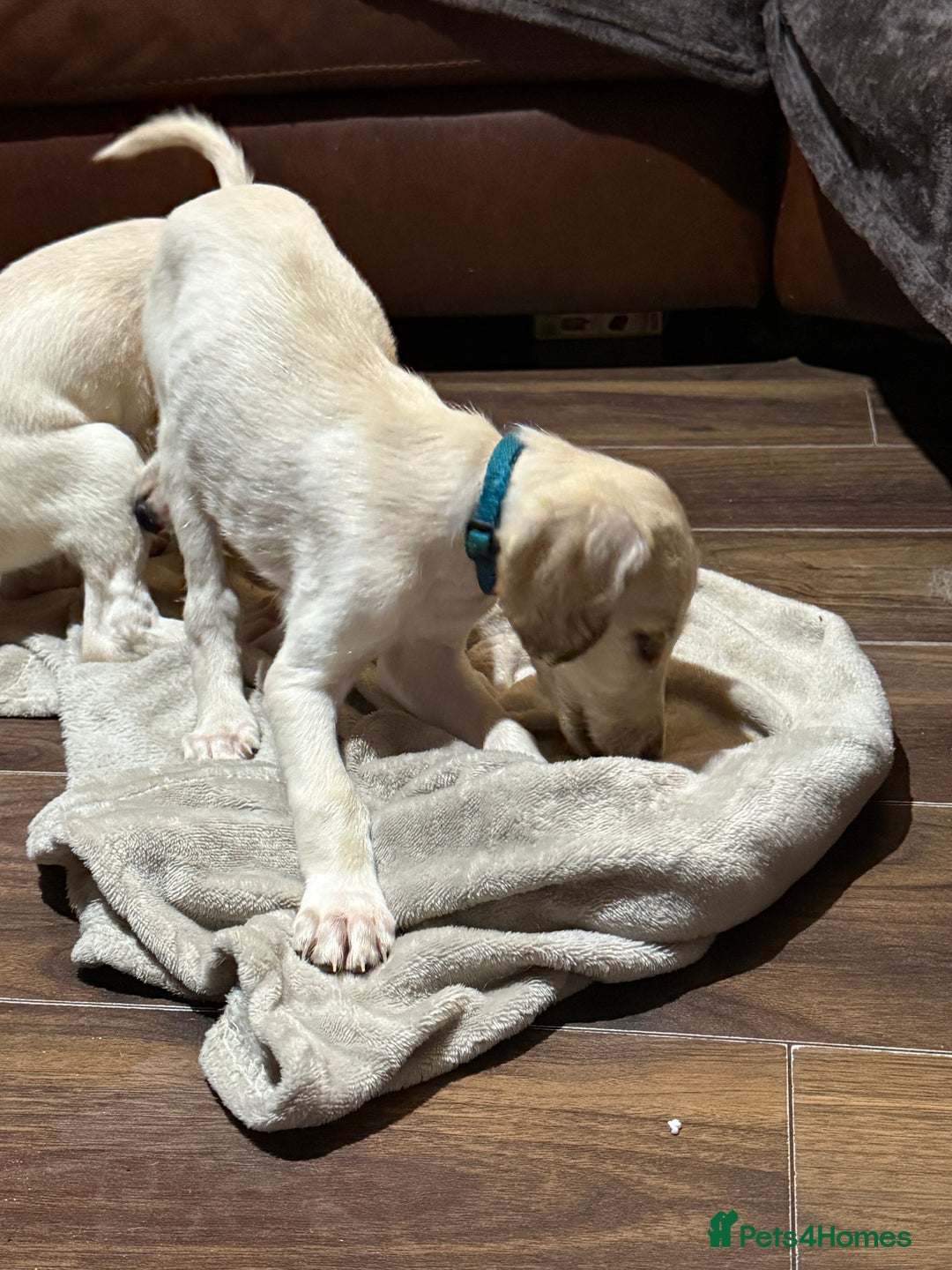 Saluki dogs for sale: Saluki  - Image 22