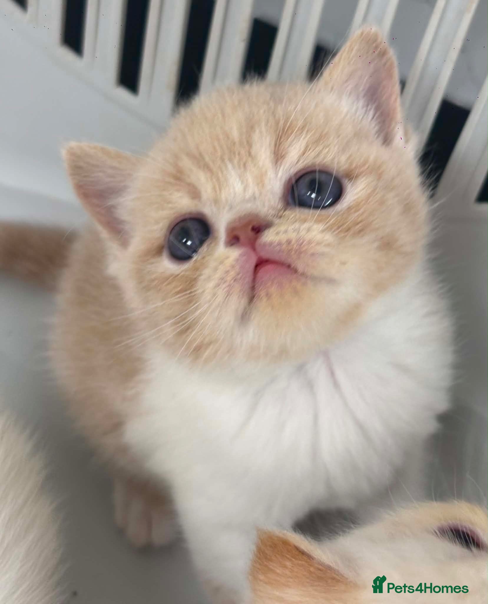 Exotic cats Chunky exotic female kitten - Advert 16