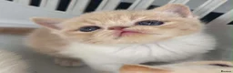 Exotic cats for sale: Chunky exotic female kitten - Advert 1