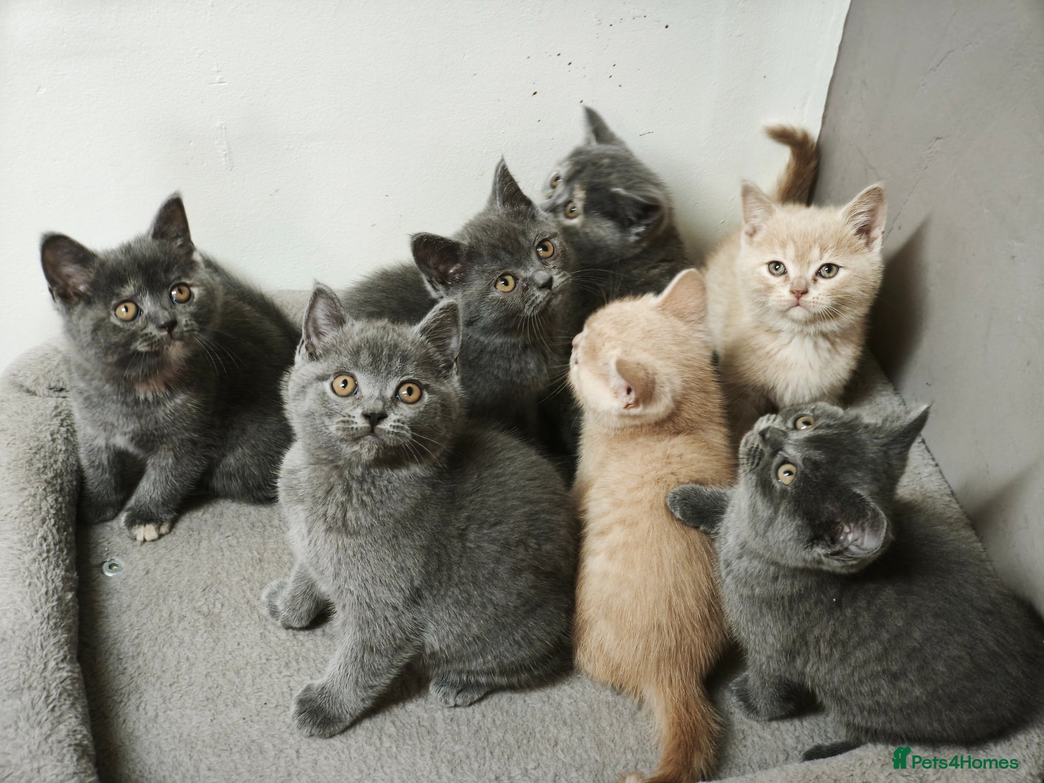 British Shorthair cats Stunning Rare Colours British Shorthair Kittens - Advert 7