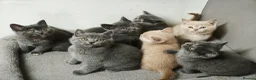 British Shorthair cats for sale: Stunning Rare Colours British Shorthair Kittens - Advert 1