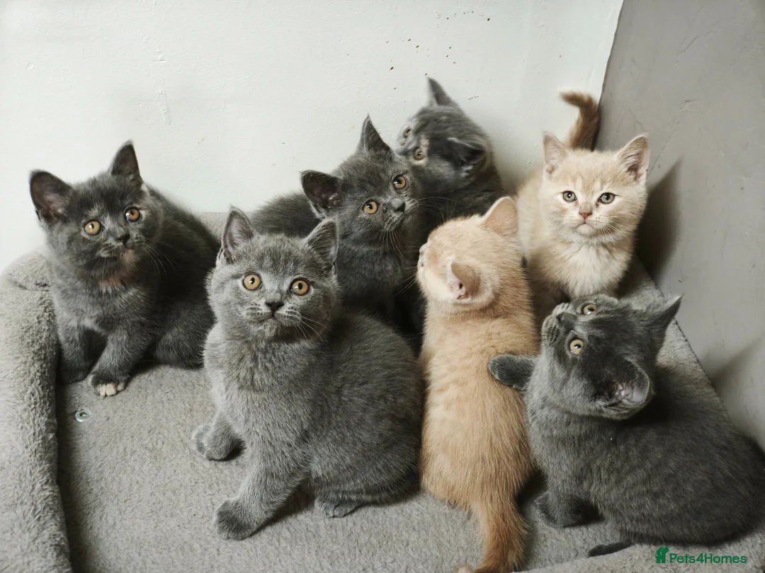 British Shorthair cats for sale: Stunning Rare Colours British Shorthair Kittens - Advert 1