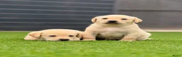 Labrador Retriever dogs for sale: Labrador puppies  - Advert 15