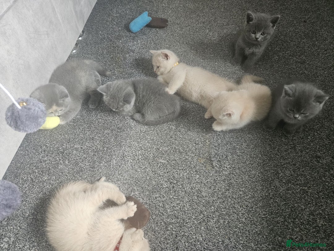 British Shorthair cats for sale: Pretty British shorthair  - Image 19