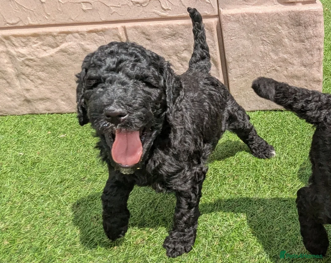 Goldendoodle dogs for sale: F1B Standard Goldendoodle Puppies! 😍🩷 Can save!  - Advert 2