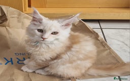 Maine Coon cats for sale: Beautiful Fluffy Maine Coon Kittens - Image 14