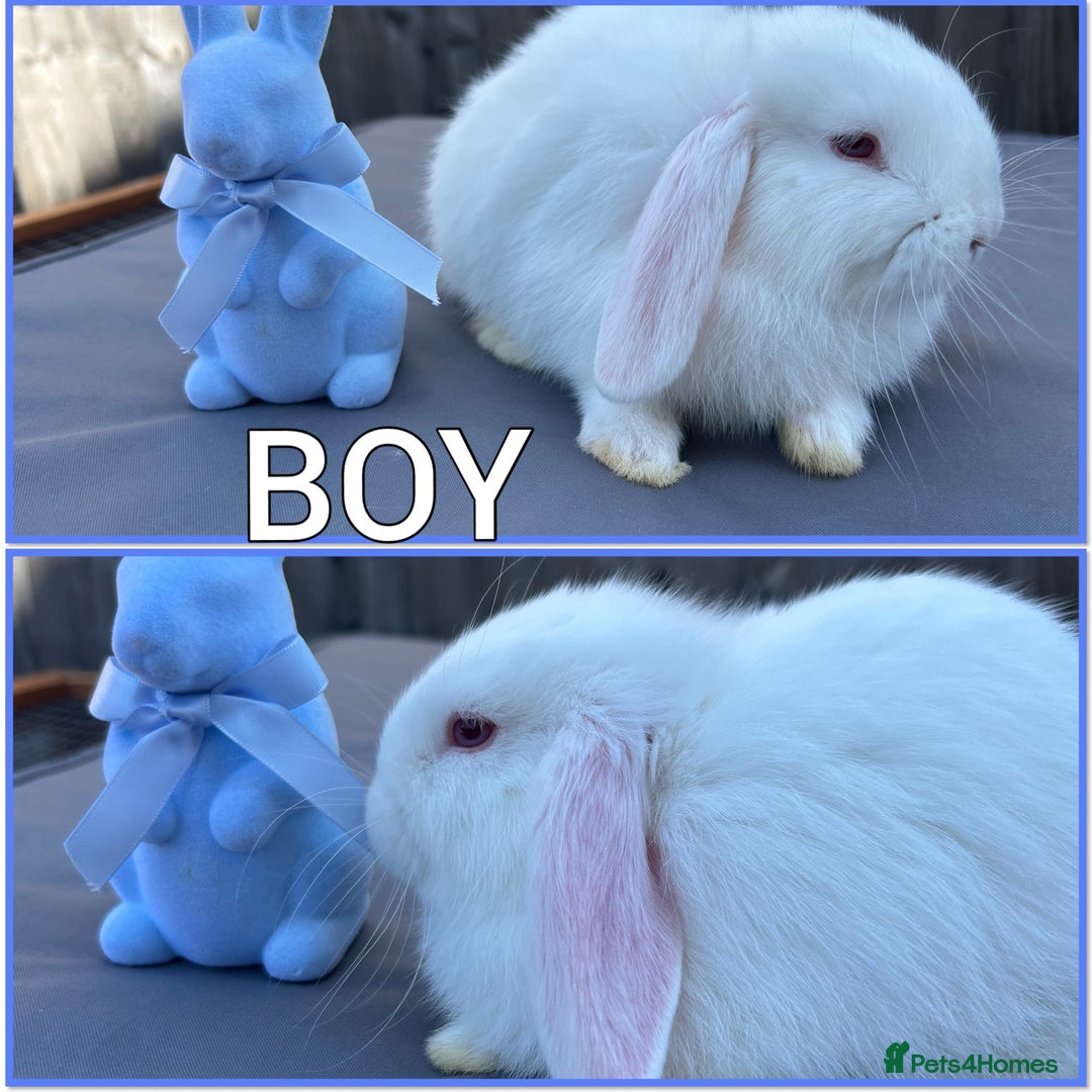 Mini Lop rabbits for sale: Mini lop /Angora mix  - Image 4