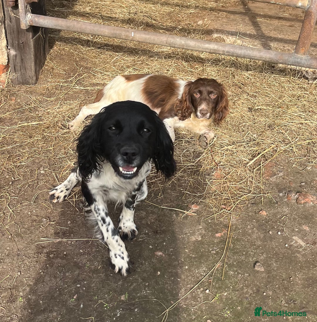 English Springer Spaniel dogs for sale: Beautiful springer spaniel puppies for sale  - Advert 2