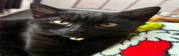 Mixed Breed cats for sale: Black kittens for sale  in Spalding - Advert 1