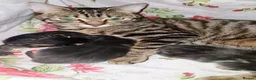Mixed Breed cats for sale: Mixed with main coon, bengal and tabby  - Advert 2