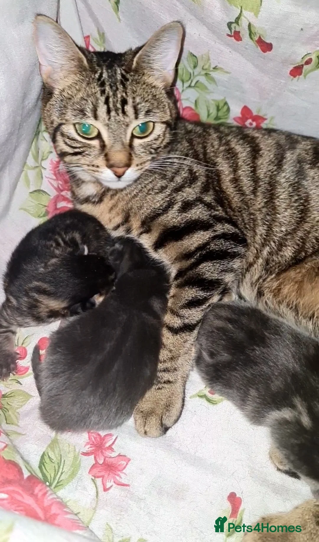 Mixed Breed cats for sale: Mixed with main coon, bengal and tabby  - Advert 2