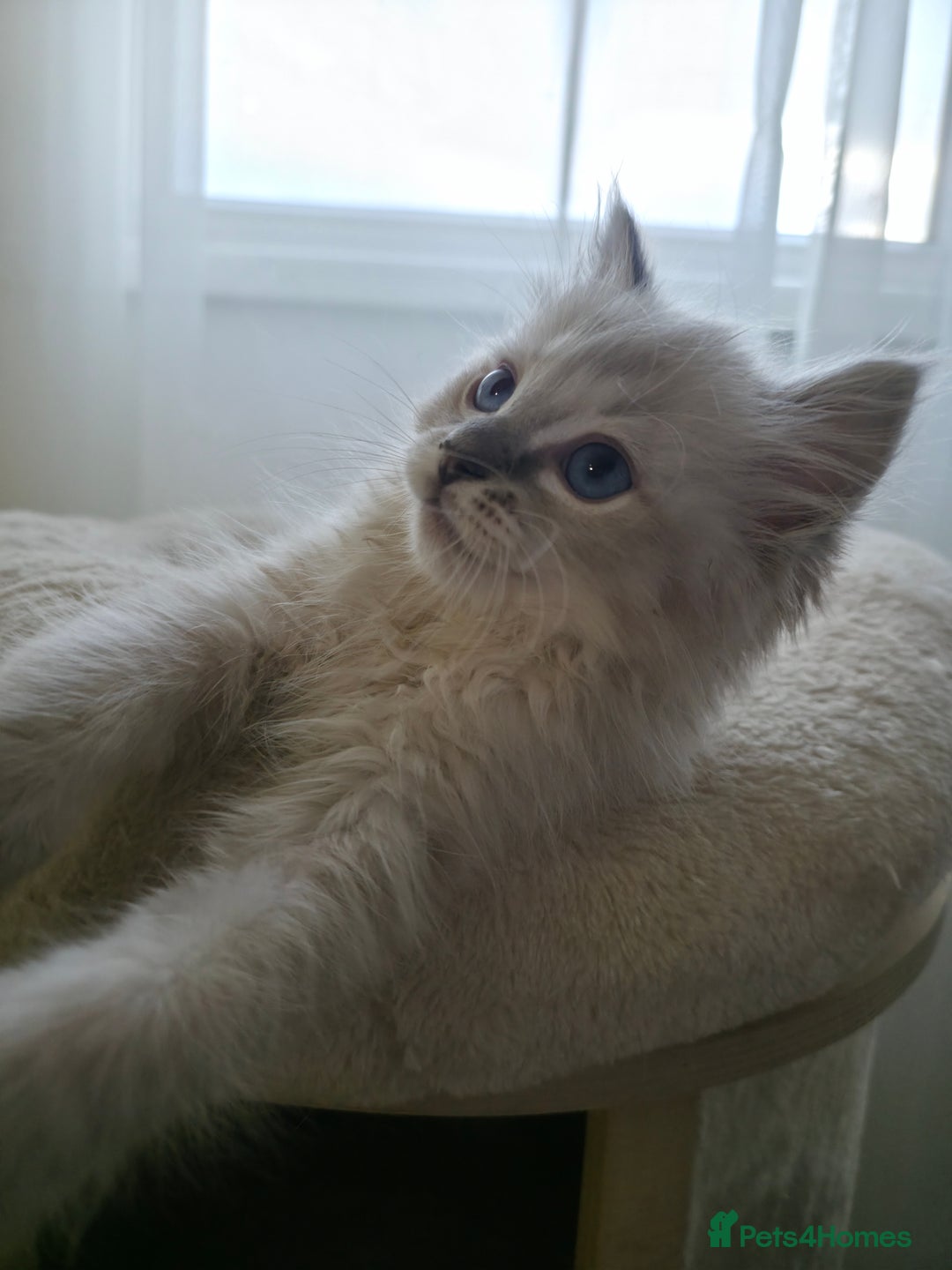 Ragdoll cats for sale: 🐾🌸STUNNING KITTENS| ONE LEFT!|🌸🐾 - Image 9