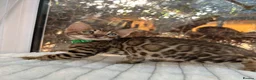 Bengal cats for sale: 💕 GORGEOUS PURE BENGAL KITTENS READY FOR HOMES!  - Advert 7
