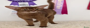Abyssinian 1