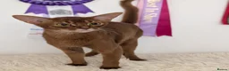 Abyssinian cats for sale: Stunning Female for Breeding  - Advert 4