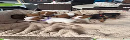 Jack Russell dogs for sale: stunning Jackrussel puppies - Advert 6