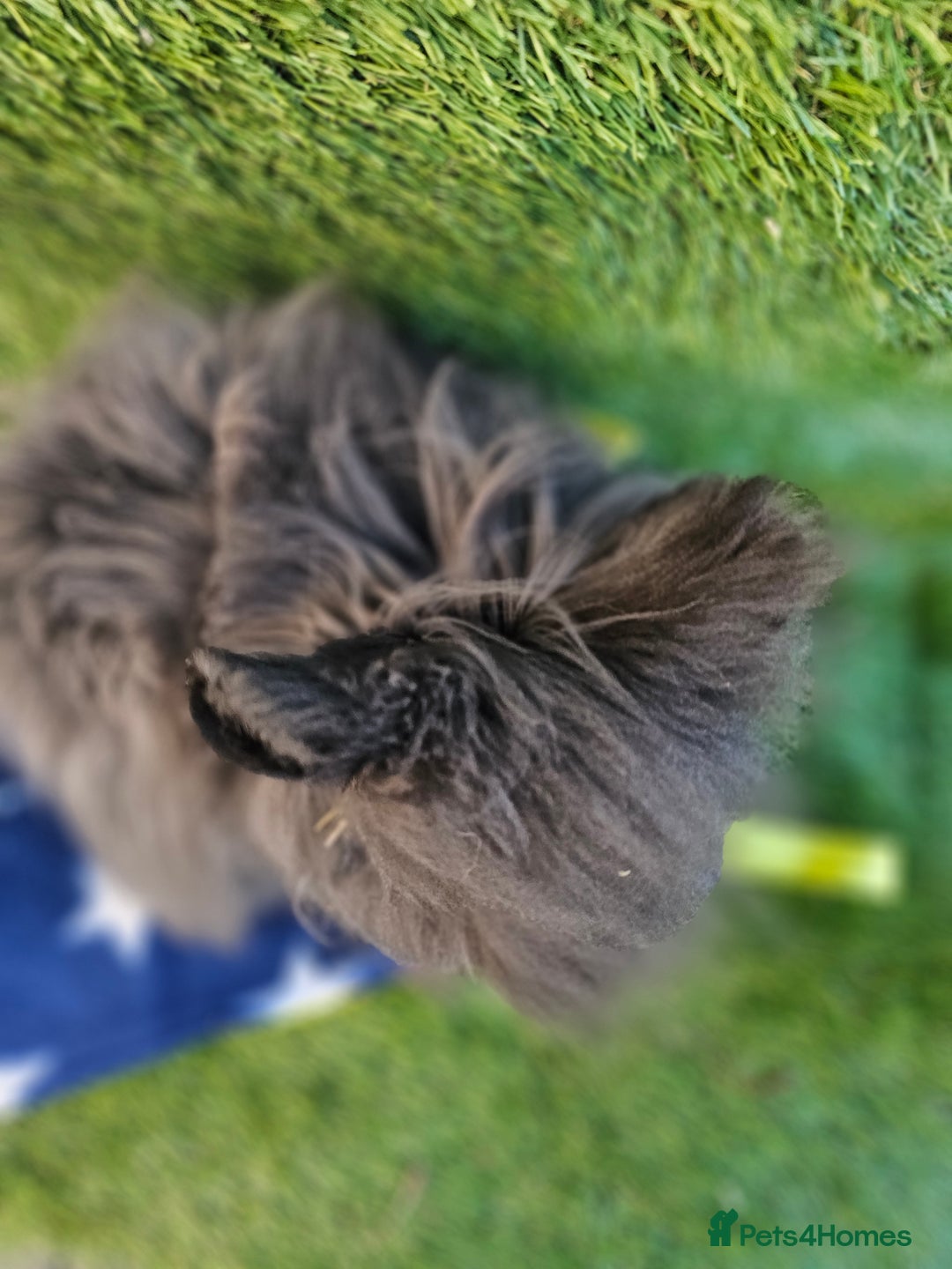 Lionhead rabbits for sale: Double mane lionheads different litters  - Advert 4