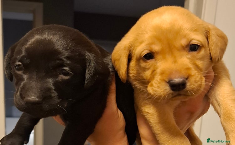 Labrador Retriever dogs - Advert 2