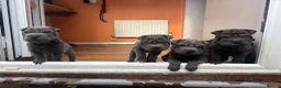 Shar Pei dogs for sale: Sharpei Puppies - Advert 3