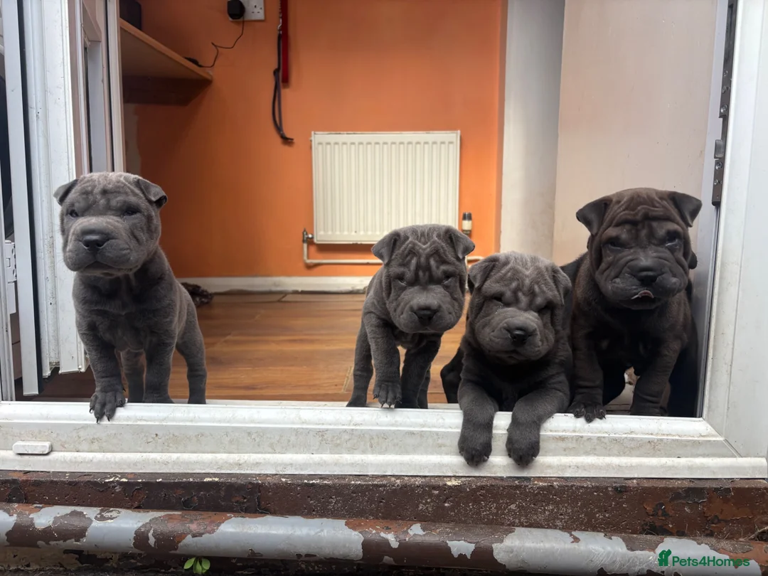 Shar Pei dogs for sale: Sharpei Pups - open to offers - Advert 2