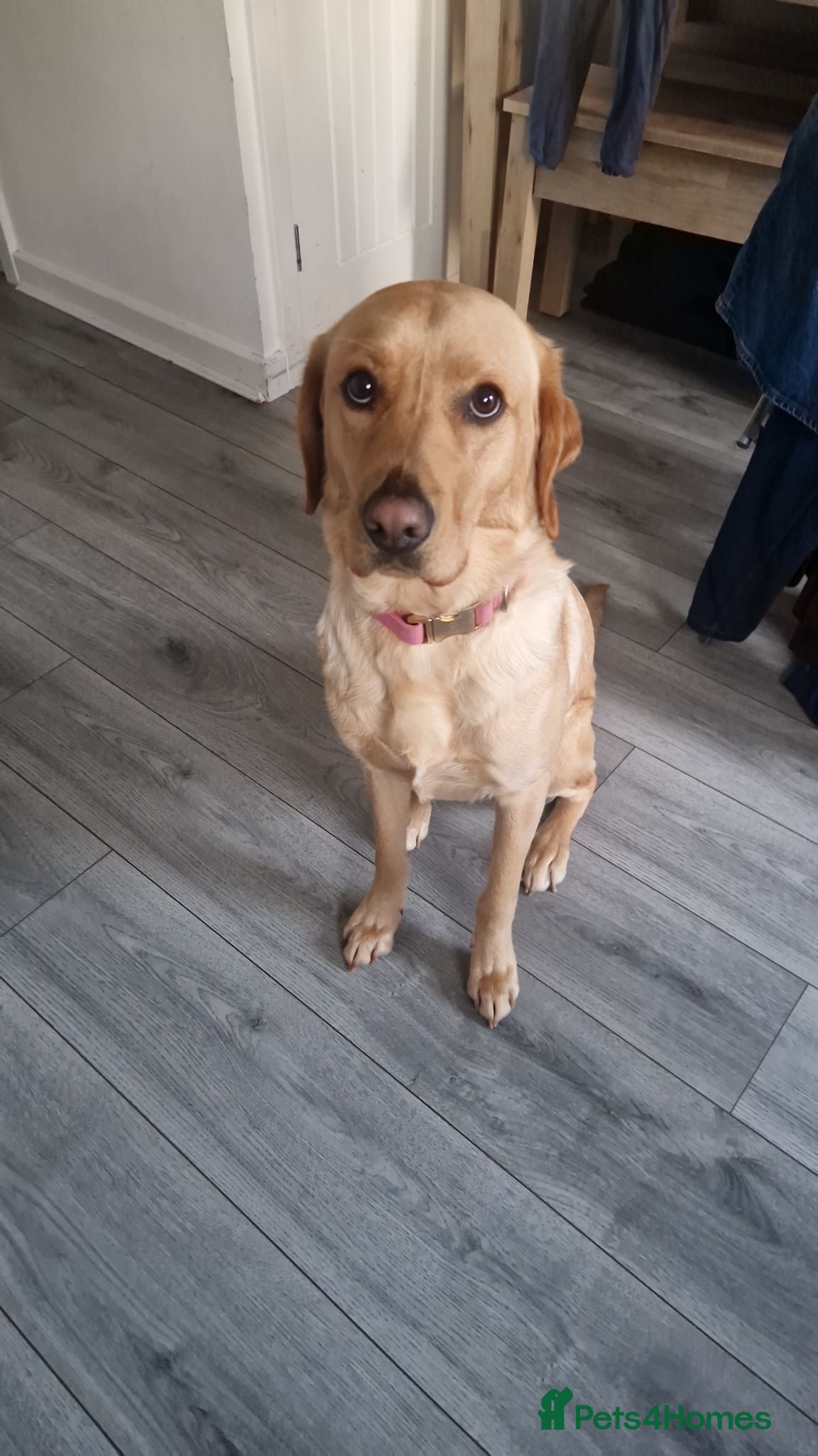 Labrador Retriever dogs 18 month old Female Labrador - Advert 5