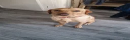 Labrador Retriever dogs for sale: 18 month old Female Labrador - Advert 1