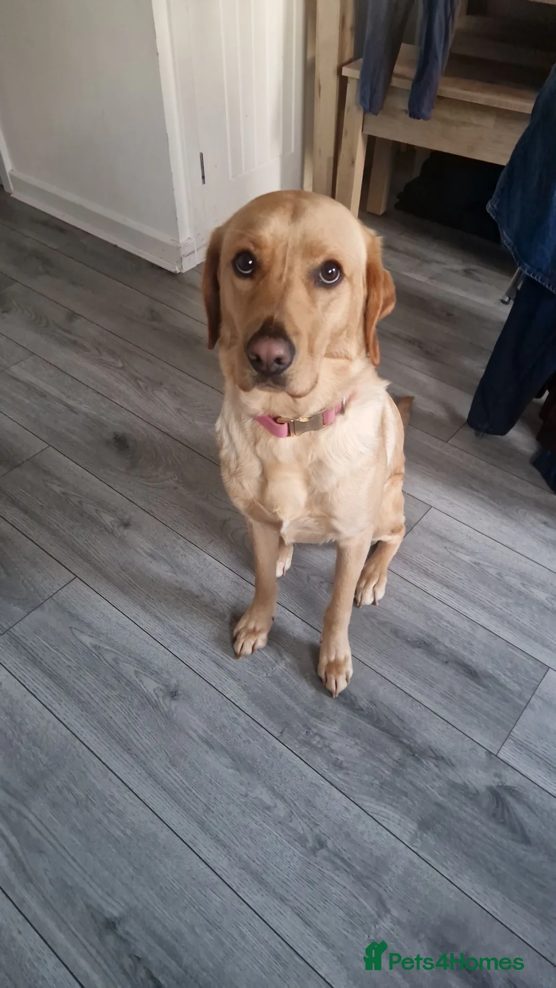 Labrador Retriever dogs for sale: 18 month old Female Labrador - Advert 1