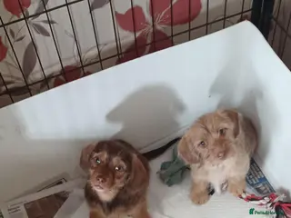 Mixed Breed dogs ONE GIRL**Imperial ShihTzu x Miniature Dachshund - Advert 1