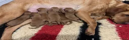 Labrador Retriever dogs for sale: Mahogany Red KC Labrador Puppies - Advert 8