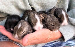 Mini Lion Lop rabbits for sale: Mini lop x Lionhead  - Image 1
