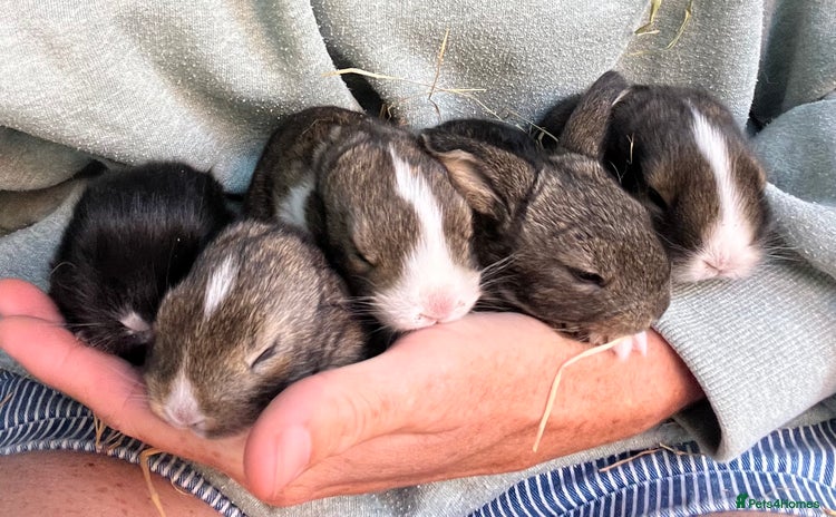 Mini Lion Lop rabbits - Advert 7