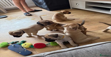 Bullmastiff dogs - Advert 12
