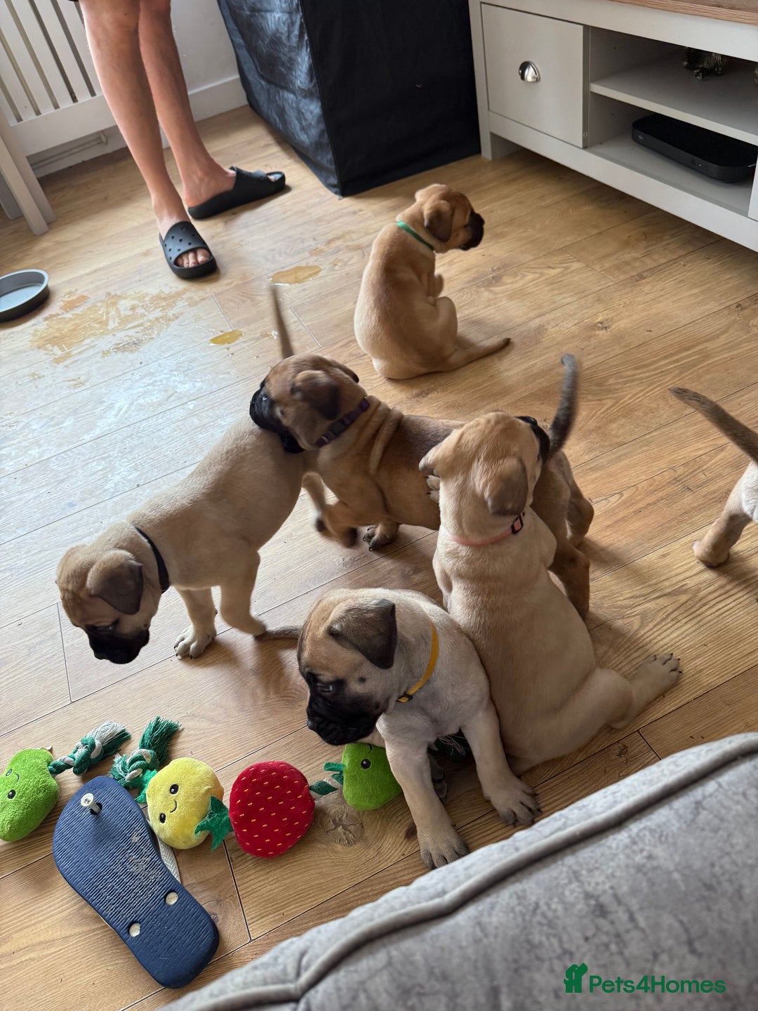 Bullmastiff dogs for sale: Bullmastiff puppies - Image 3