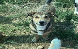 Mixed Breed dogs for adoption: 🎀 Tiny Zaza is Ready for Her Forever Home! - Image 6