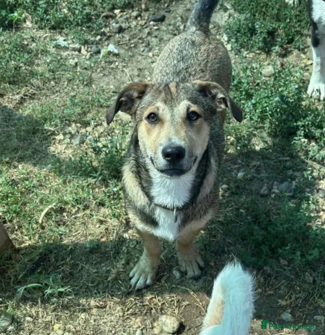 Mixed Breed dogs for adoption: 🎀 Tiny Zaza is Ready for Her Forever Home! - Image 6