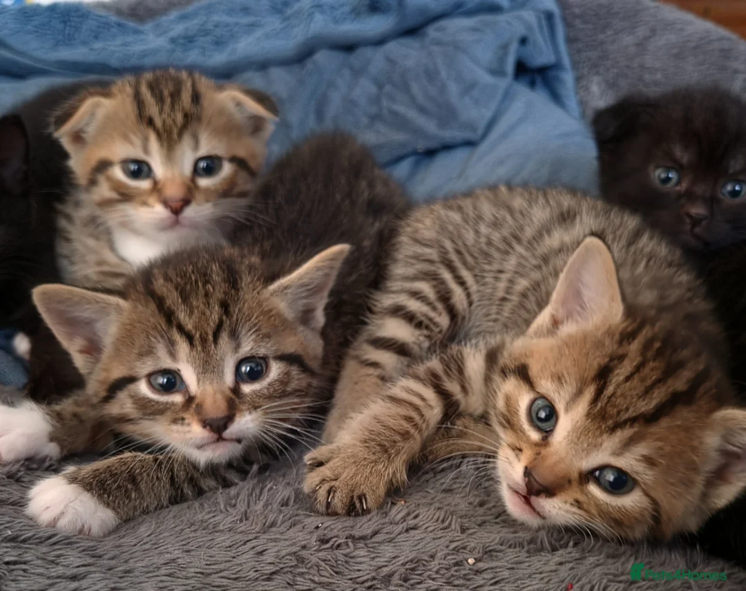 Scottish Fold cats for sale: ❤️ 6 Beautiful Scottish Fold/straight kittens ❤️ - Advert 1