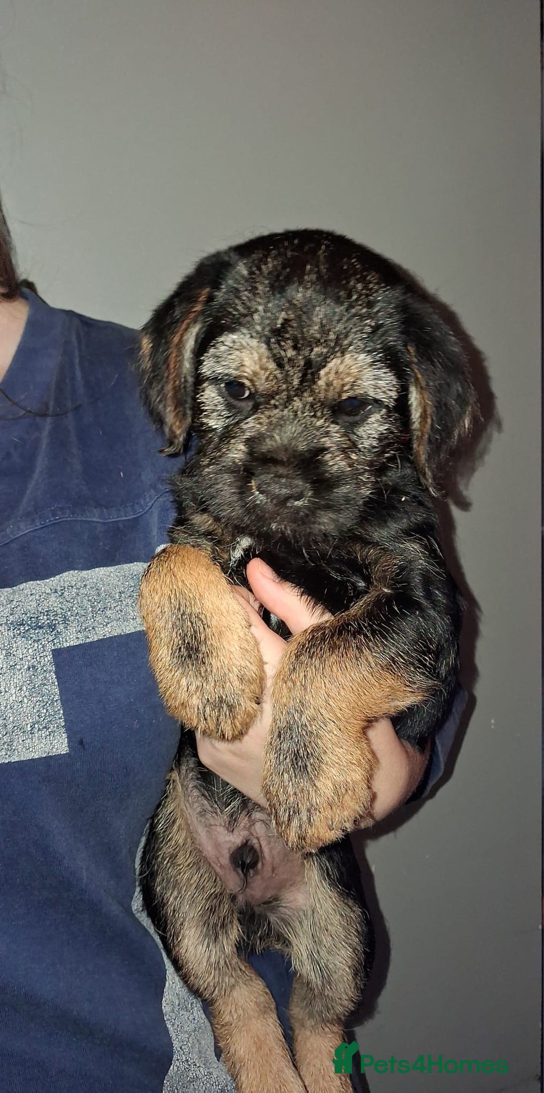 Border Terrier dogs for sale: Kc Reg Border Terrier Puppies  - Advert 11