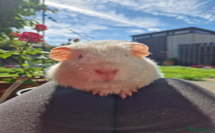 Guinea Pig rodents in Darwen - Advert 3