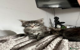 Domestic Shorthair cats for sale: 🐾 4 Kittens Looking for Loving Homes–Hatfield 🐾 - Image 3