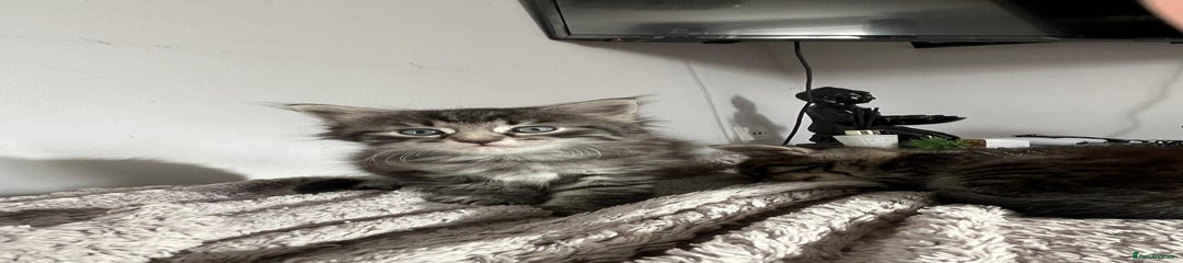 Domestic Long-Haired Tabby Boy