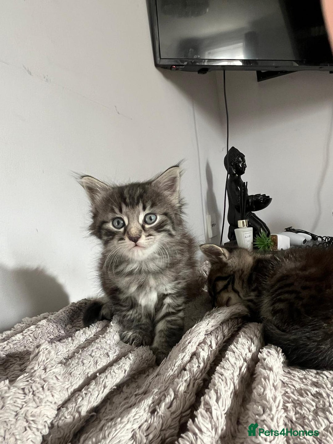Domestic Shorthair cats for sale: 🐾 4 Kittens Looking for Loving Homes–Hatfield 🐾 - Image 3