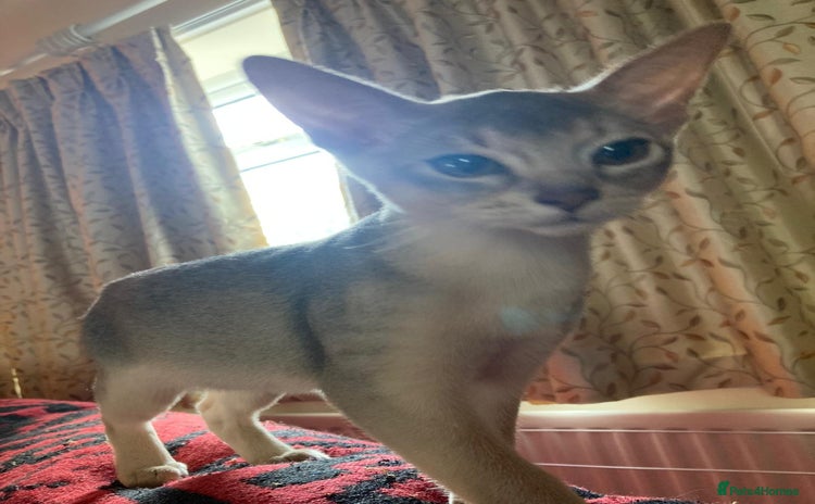 Abyssinian cats - Advert 2