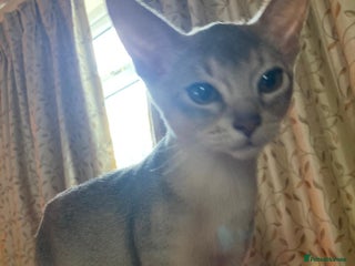Abyssinian cats - Advert 28