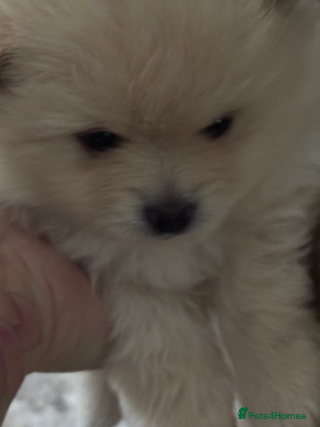 Pomeranian dogs for sale: 2 beautiful teddy bears poms  - Image 6