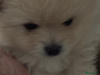 Pomeranian dogs 2 beautifully Pomeranians pups - Advert 3